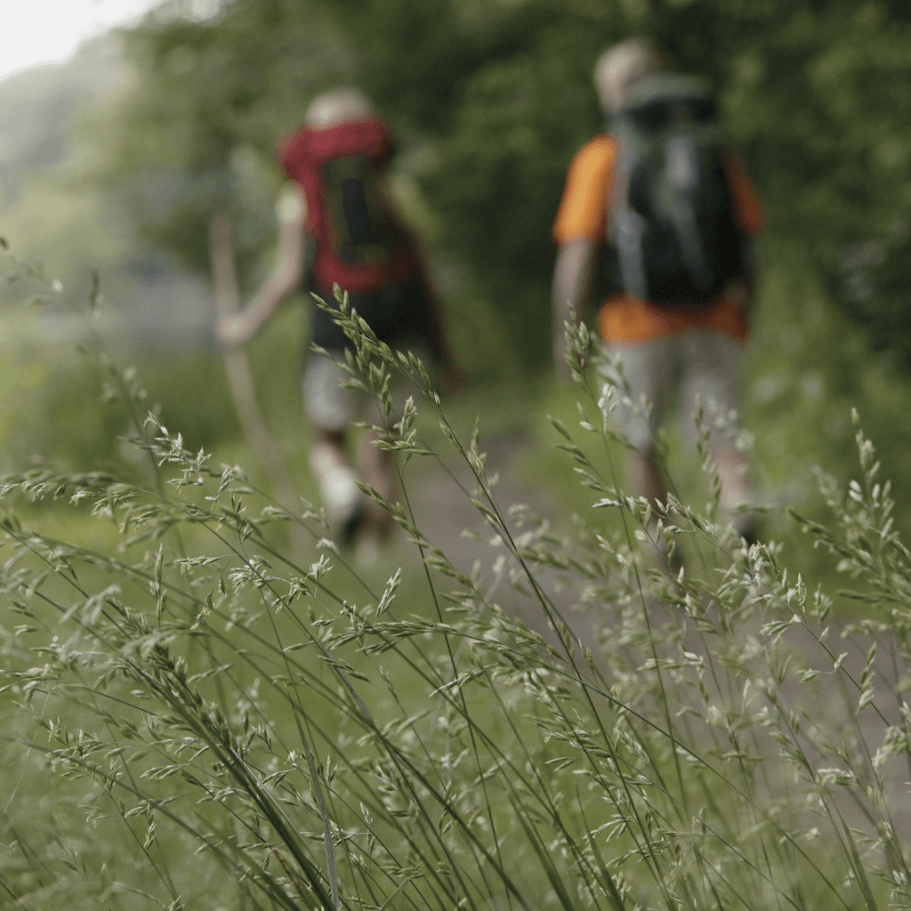 Wild und Heilpflanzen mit all´deinen Sinnen entdecken...