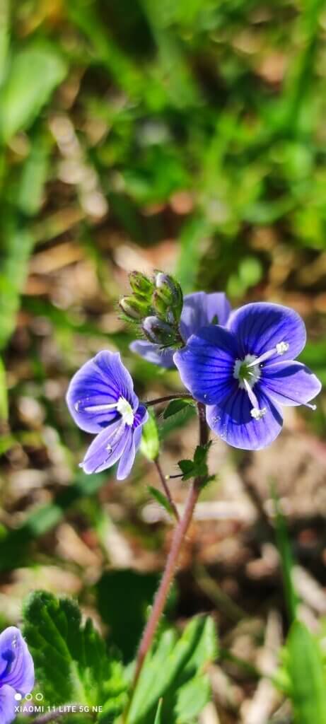 Kräuterwanderung Wildkräuter Heilpflanzen