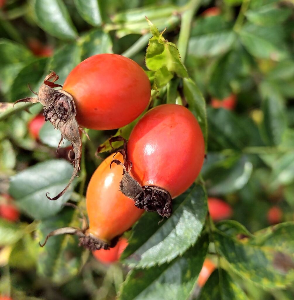 Herbstzauber: Workshop mit Wildkräutern, Wurzeln und Beeren in Dortelweil bei Bad Vilbel