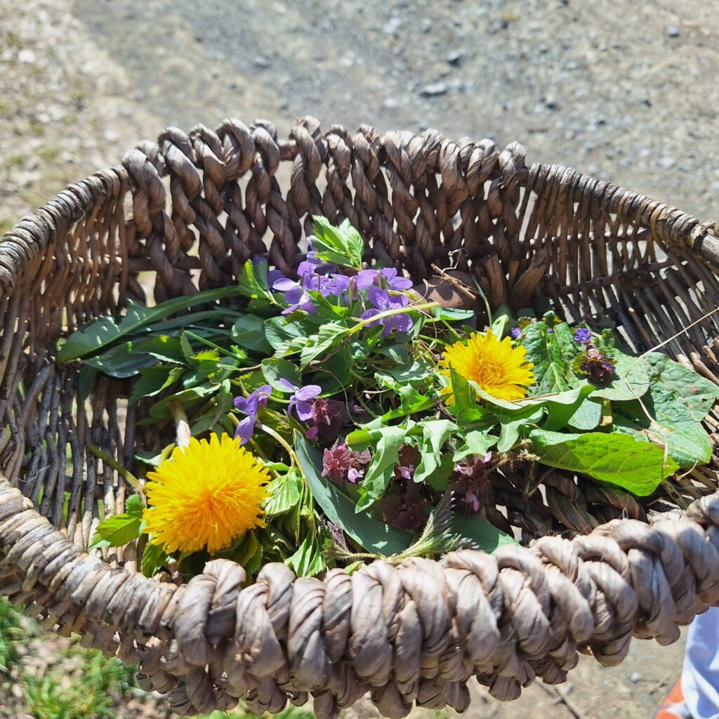 Yoga und Wildkräuter im Workshop in Dautphetal bei Marburg: Immunsystem stärken mit Bewegung und Kräuterkunde