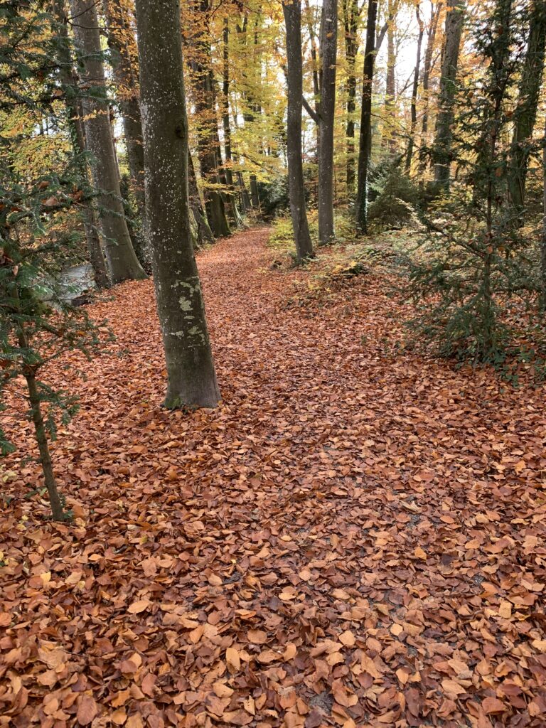 Eco-Print-Workshop in Dussnang: Pflanzenabdrücke mit Herbstblättern auf Papier drucken
