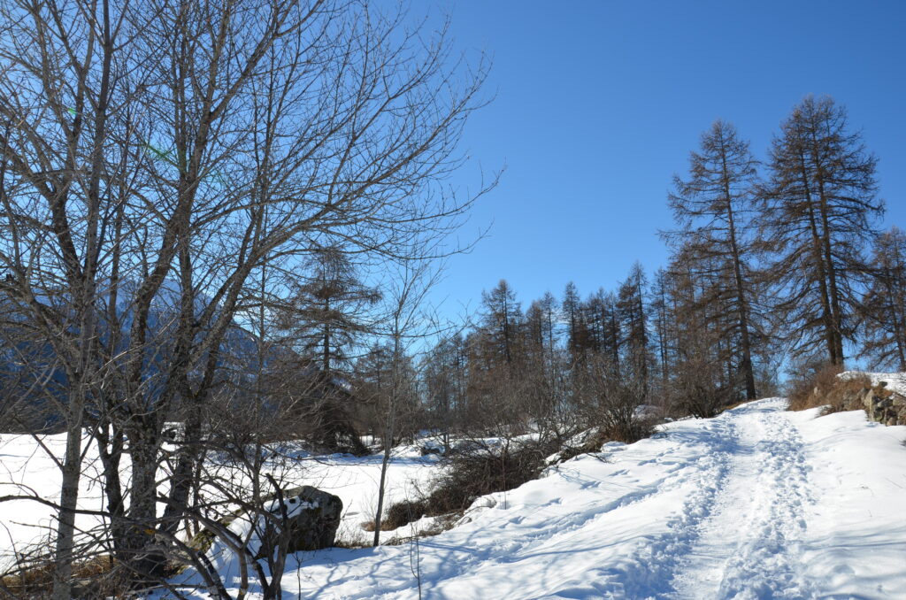 Wildpflanzen-Spaziergang in Freital bei Dresden: Essbares von Weihnachtsbäumen entdecken, selbst bei Schnee und Eis